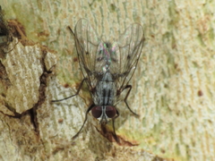 Phaonia fuscata