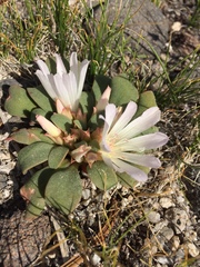 Lewisia kelloggii