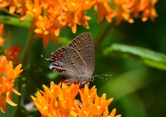 Satyrium edwardsii