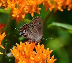 Satyrium edwardsii