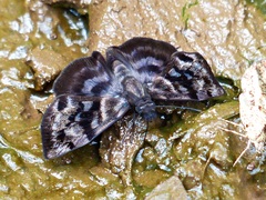 Ebrietas anacreon anacreon
