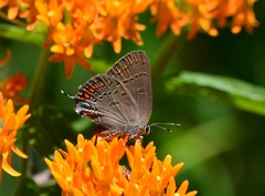 Satyrium edwardsii
