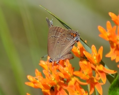 Satyrium edwardsii