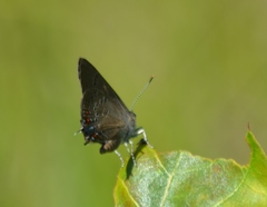 Satyrium edwardsii