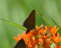 Satyrium edwardsii