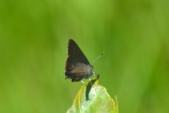Satyrium edwardsii