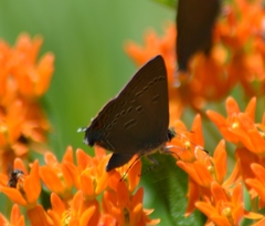 Satyrium edwardsii