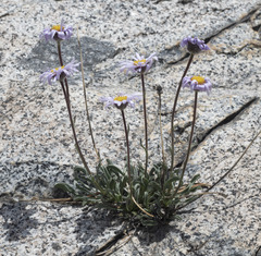 Erigeron algidus