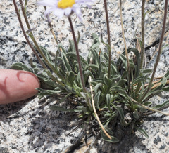 Erigeron algidus