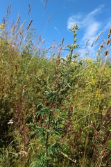 Artemisia vulgaris
