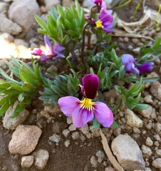 Viola beckwithii