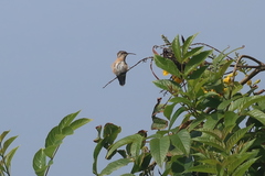 Myrtis fanny