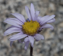 Erigeron algidus