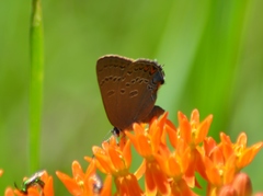 Satyrium edwardsii