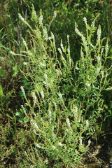 Melilotus albus