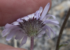 Erigeron algidus