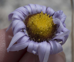 Erigeron algidus