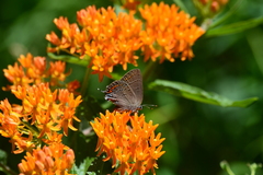 Satyrium edwardsii