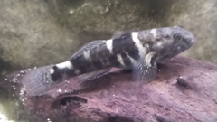 Bathygobius soporator