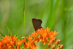 Satyrium edwardsii