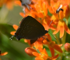 Satyrium edwardsii