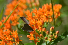 Satyrium edwardsii