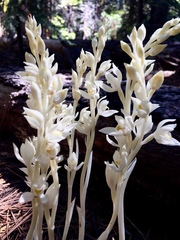 Cephalanthera austiniae
