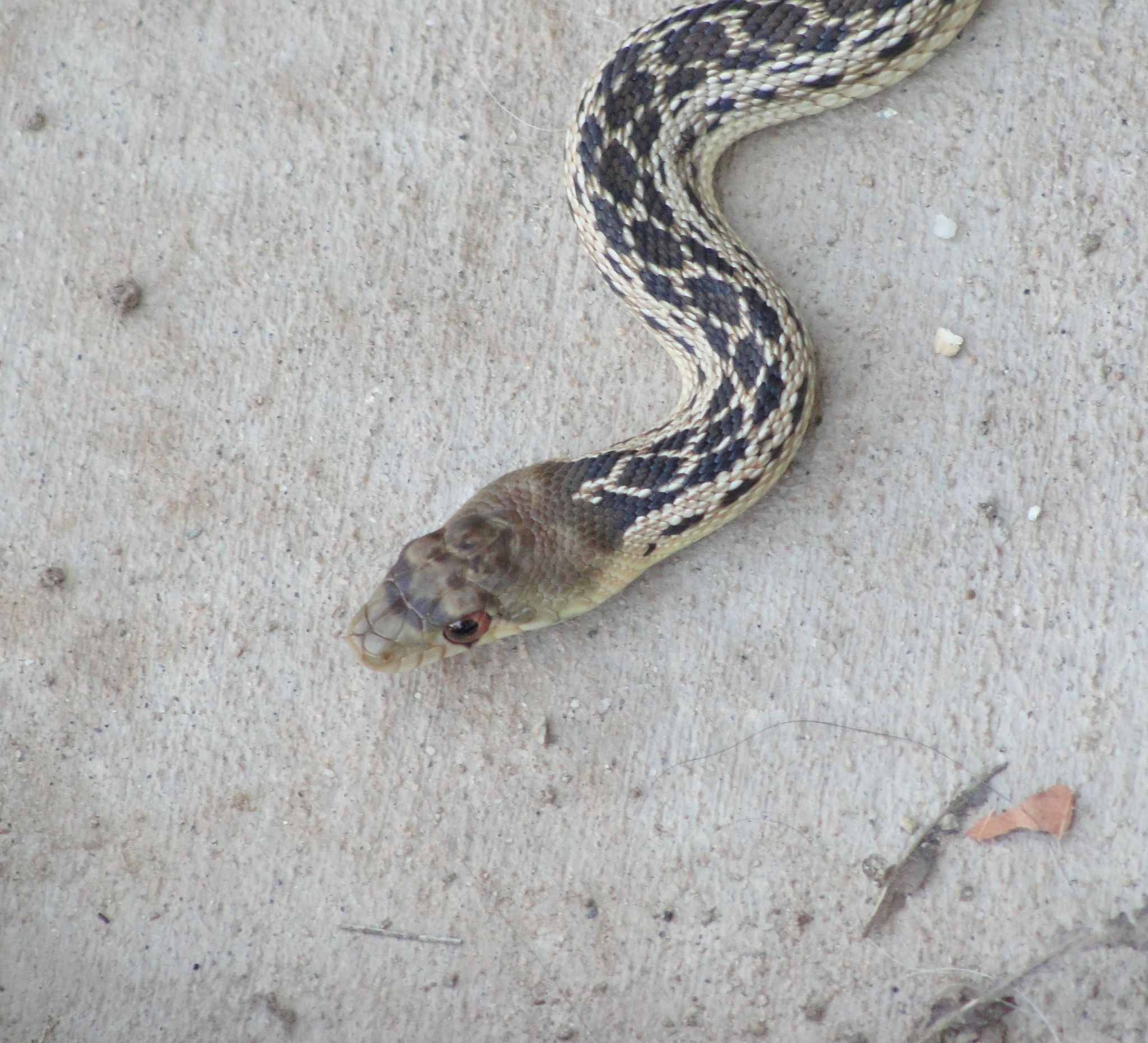 Photos of San Diego Gopher Snake (Subspecies Pituophis catenifer annectens)  · iNaturalist NZ