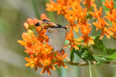 Satyrium edwardsii