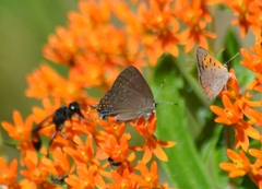 Satyrium edwardsii