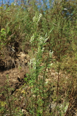 Melilotus albus
