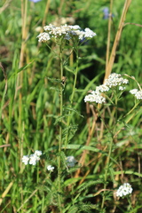 Achillea millefolium