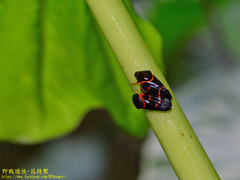Okiscarta uchidae