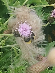 Bombus lucorum