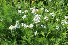 Achillea millefolium