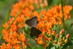 Satyrium edwardsii