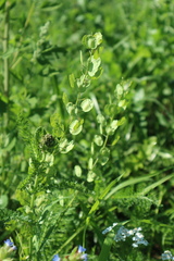 Thlaspi arvense