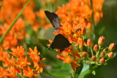 Satyrium edwardsii