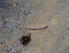 Synodus dermatogenys