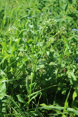 Thlaspi arvense