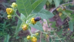 Euphoria subtomentosa