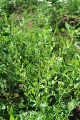 Thlaspi arvense