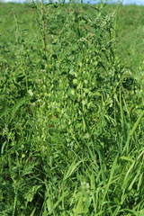 Thlaspi arvense