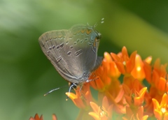 Satyrium edwardsii