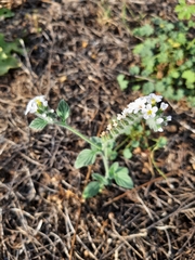 Heliotropium hirsutissimum