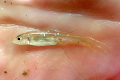 Notropis amplamala