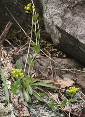 Draba petrophila