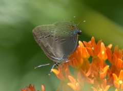 Satyrium edwardsii