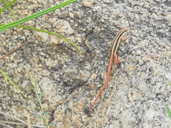 Ophisops leschenaultii