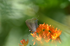 Satyrium edwardsii